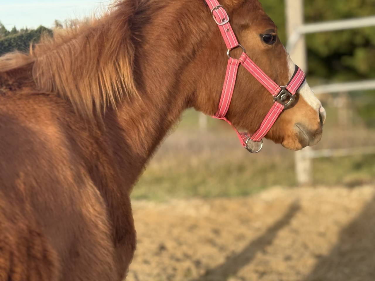 Veulen (vr) Paint Horse Te koop 2025 Vos