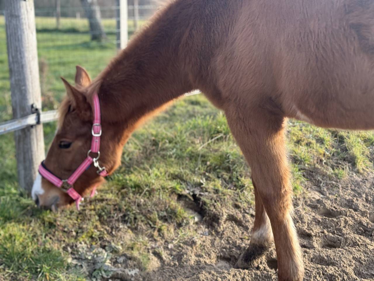 Veulen (vr) Paint Horse Te koop 2025 Vos