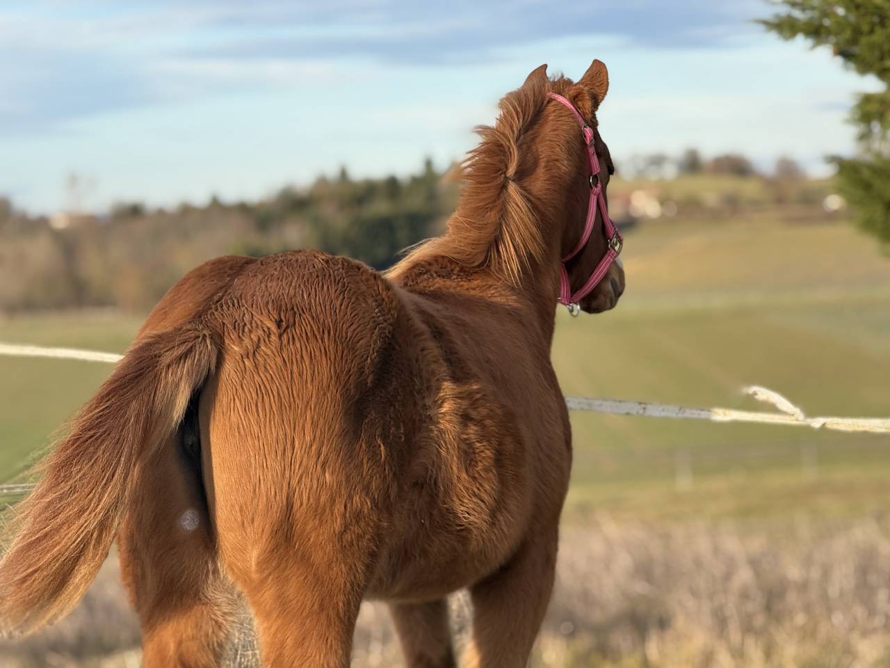 Veulen (vr) Paint Horse Te koop 2025 Vos