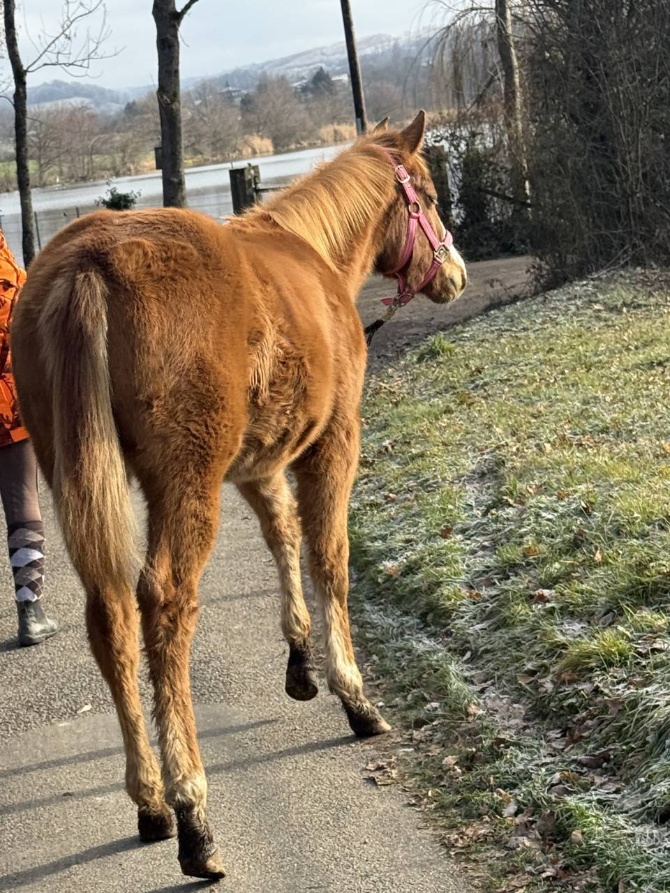 Veulen (vr) Paint Horse Te koop 2025 Vos