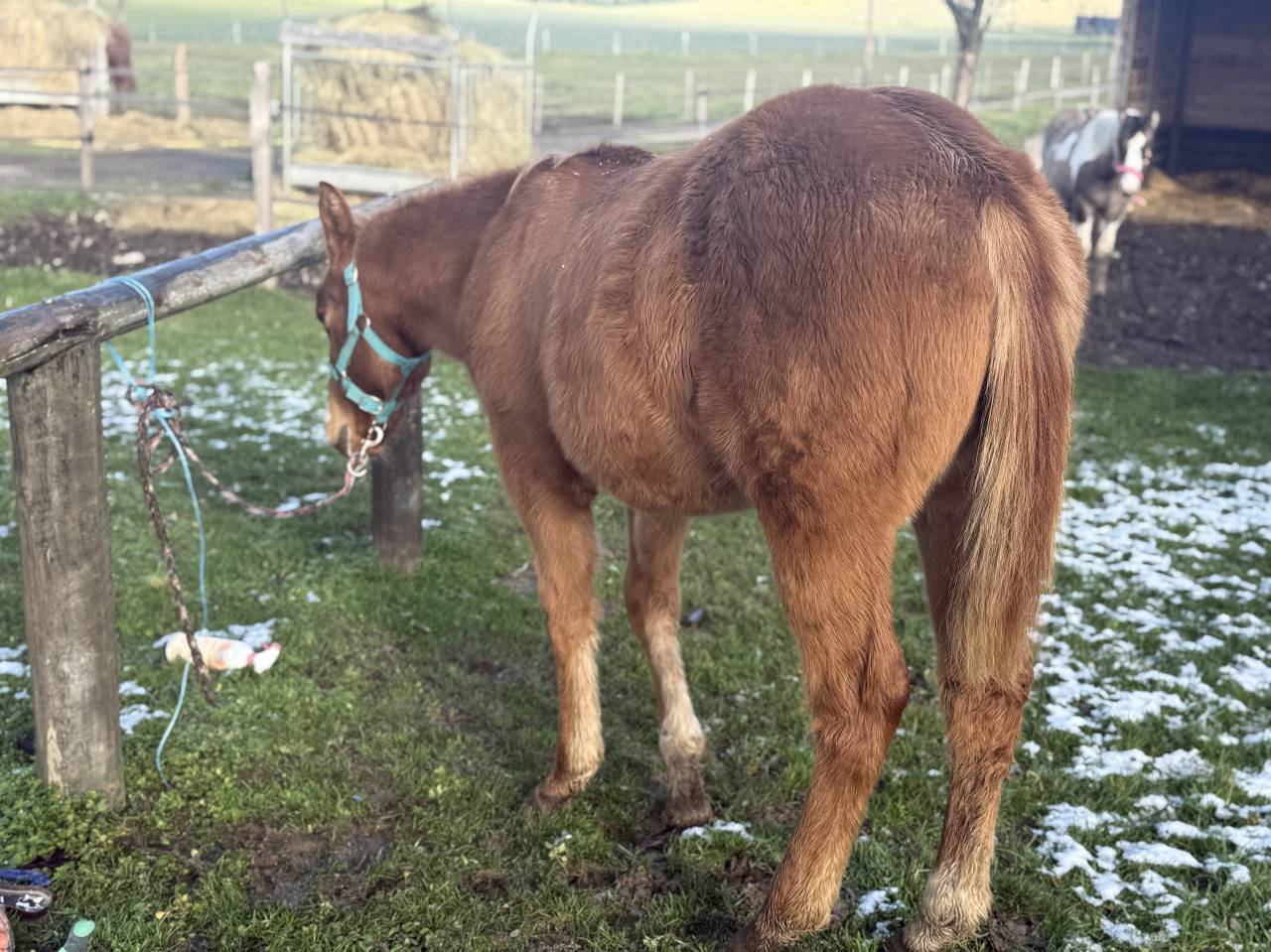 Veulen (vr) Paint Horse Te koop 2025 Vos