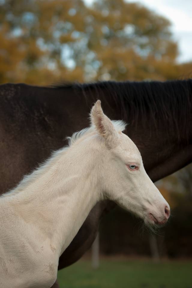 Veulen (ml) Akhal-Teke Te koop 2025 Perlino ,  SHKARA IZLAYON