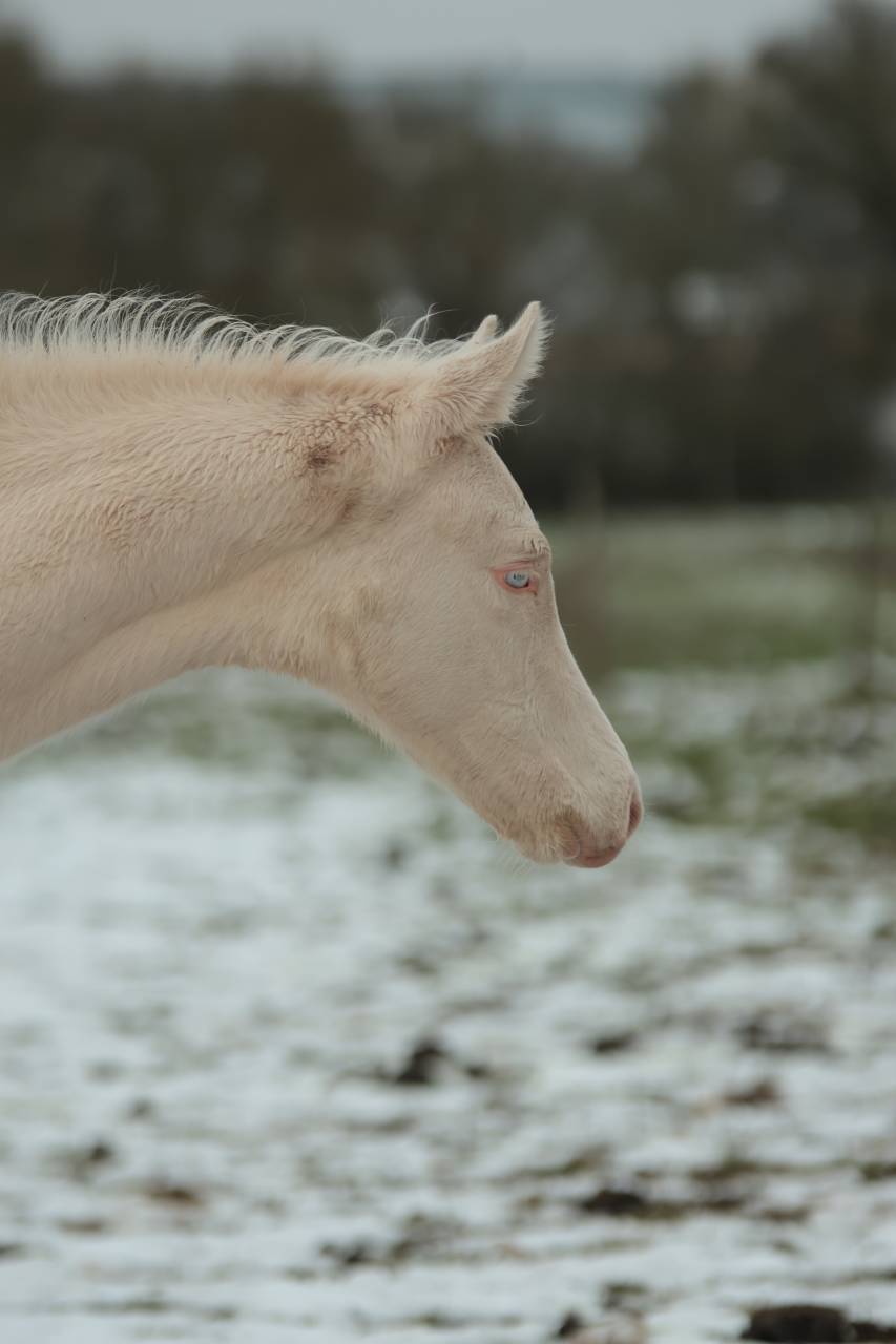 Veulen (ml) Akhal-Teke Te koop 2025 Perlino ,  SHKARA IZLAYON