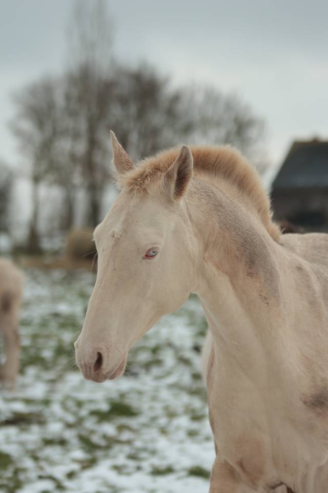 Veulen (ml) Akhal-Teke Te koop 2025 Perlino ,  SHKARA IZLAYON