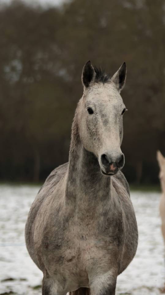 Veulen (vr) Nez Perc&eacute;s Te koop 2025 Schimmel ,  PLYUSH DE KADEDZA