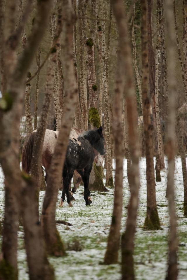 Veulen (vr) Nez Perc&eacute;s Te koop 2025 Schimmel ,  PLYUSH DE KADEDZA