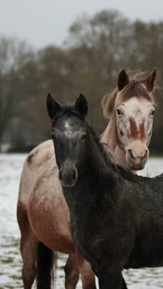 Veulen (vr) Nez Perc&eacute;s Te koop 2025 Schimmel ,  PLYUSH DE KADEDZA