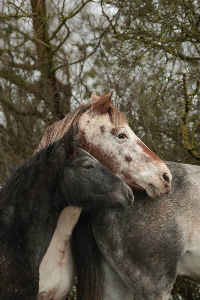 Veulen (vr) Nez Perc&eacute;s Te koop 2025 Schimmel ,  PLYUSH DE KADEDZA