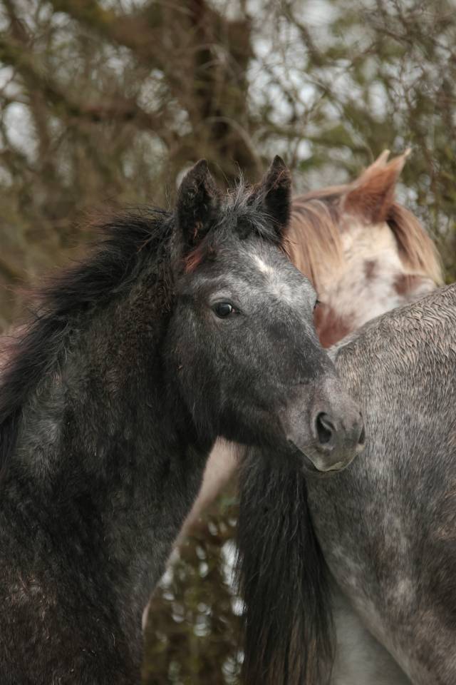 Veulen (vr) Nez Perc&eacute;s Te koop 2025 Schimmel ,  PLYUSH DE KADEDZA