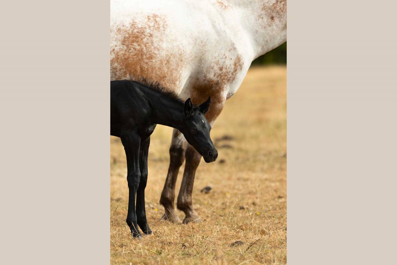 Veulen (vr) Nez Perc&eacute;s Te koop 2025 Schimmel ,  PLYUSH DE KADEDZA