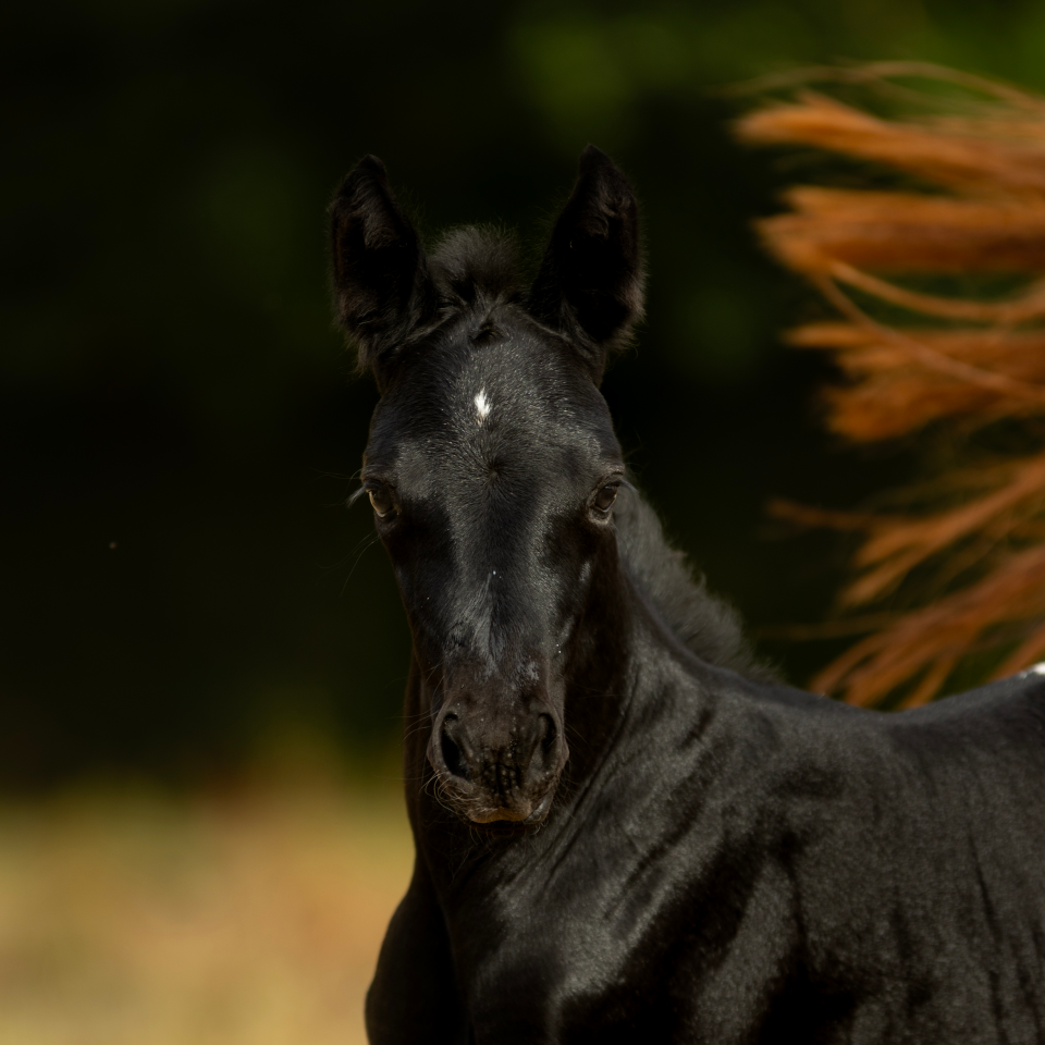 Veulen (vr) Nez Perc&eacute;s Te koop 2025 Schimmel ,  PLYUSH DE KADEDZA