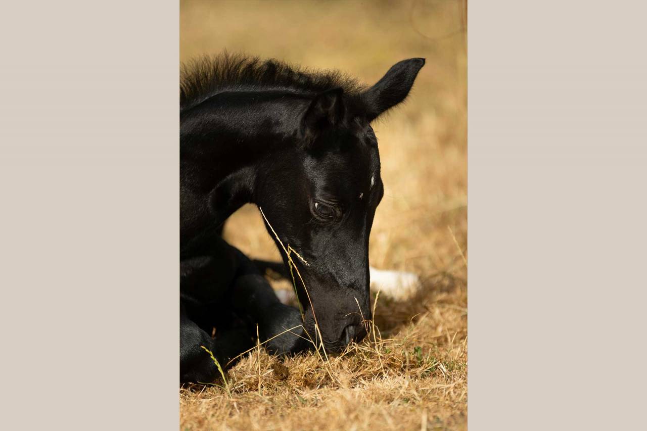 Veulen (vr) Nez Perc&eacute;s Te koop 2025 Schimmel ,  PLYUSH DE KADEDZA
