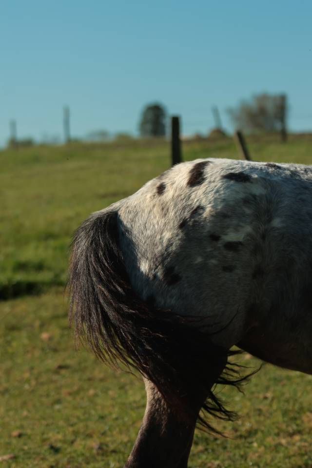 Veulen (vr) Nez Perc&eacute;s Te koop 2025 Schimmel ,  PLYUSH DE KADEDZA