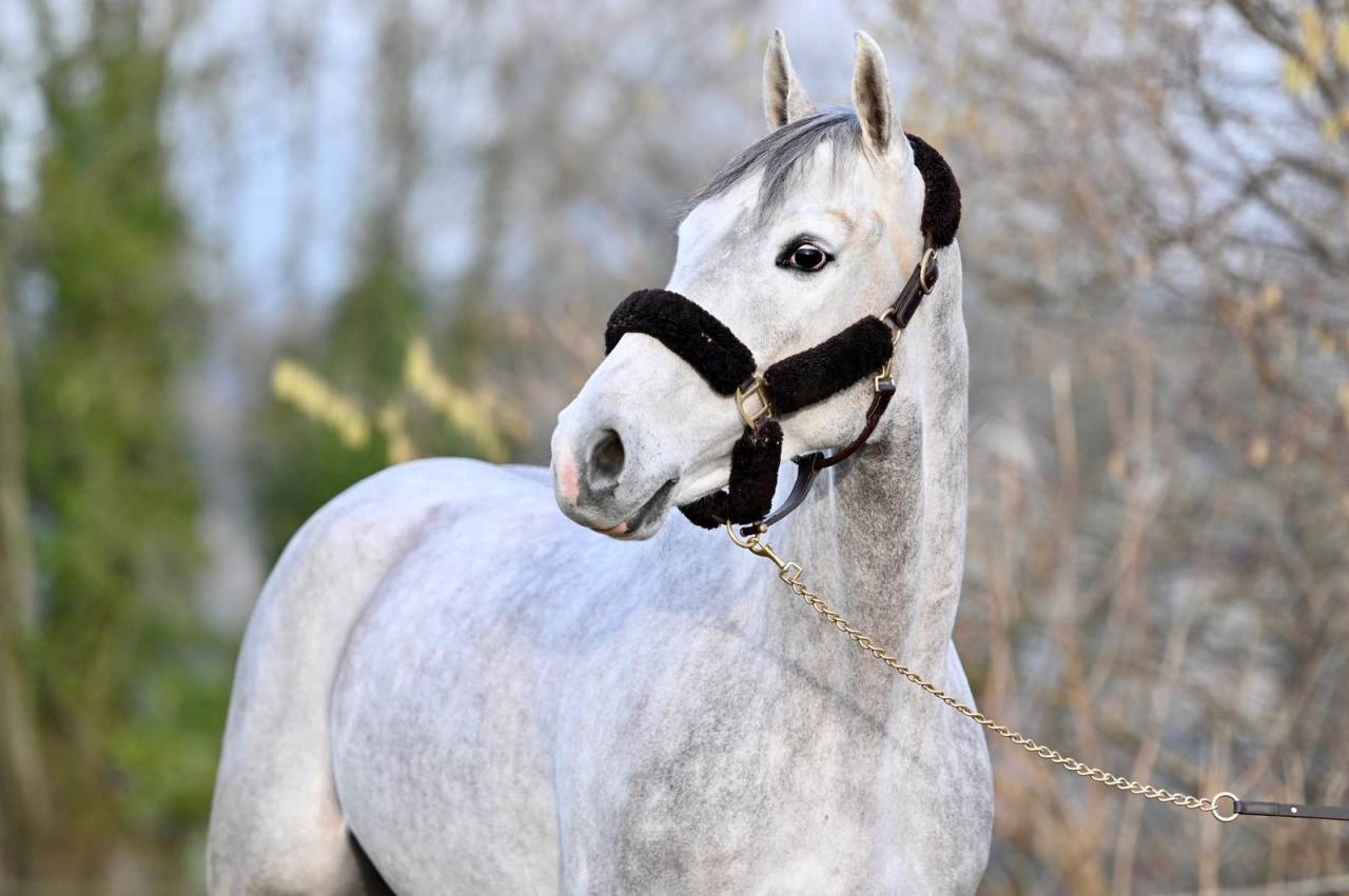 Ruin Zangersheide Te koop 2021 Schimmel ,  Charthago blue