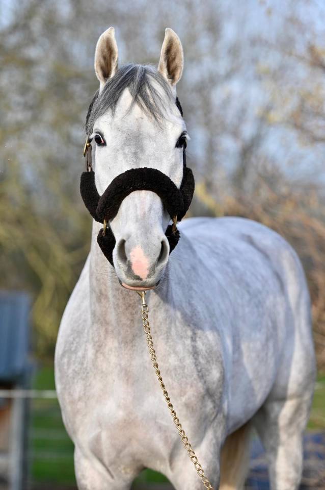 Ruin Zangersheide Te koop 2021 Schimmel ,  Charthago blue