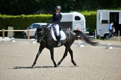 Ruin Franse rijpony PFS Te koop 2011 Zwart ,  HILKENS BLACK DELIGHT
