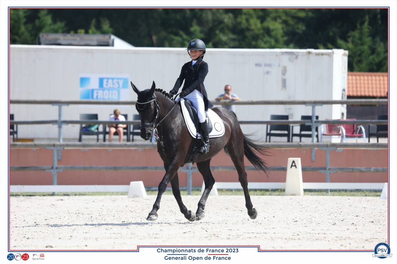 Ruin Franse rijpony PFS Te koop 2011 Zwart ,  HILKENS BLACK DELIGHT