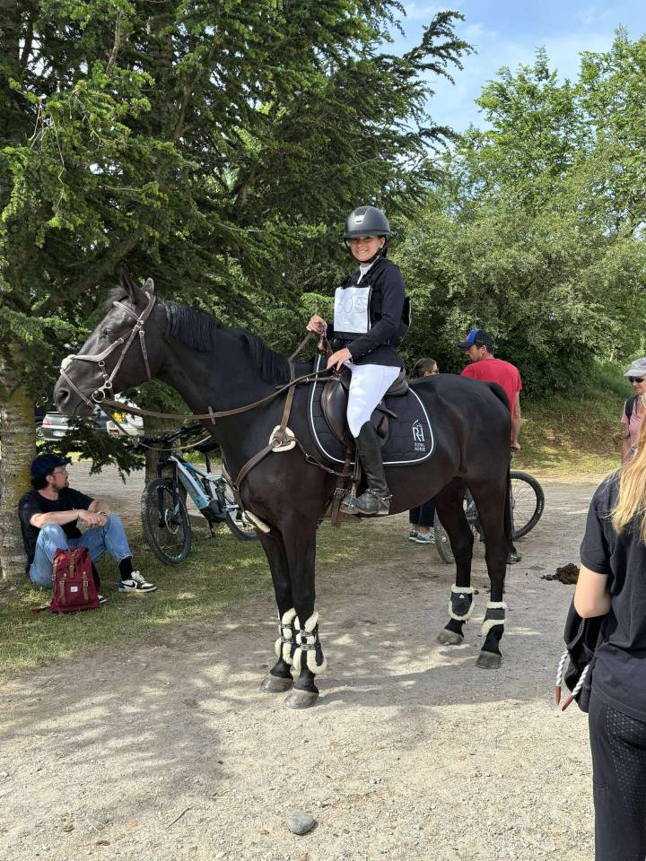 Ruin Franse rijpony PFS Te koop 2011 Zwart ,  HILKENS BLACK DELIGHT