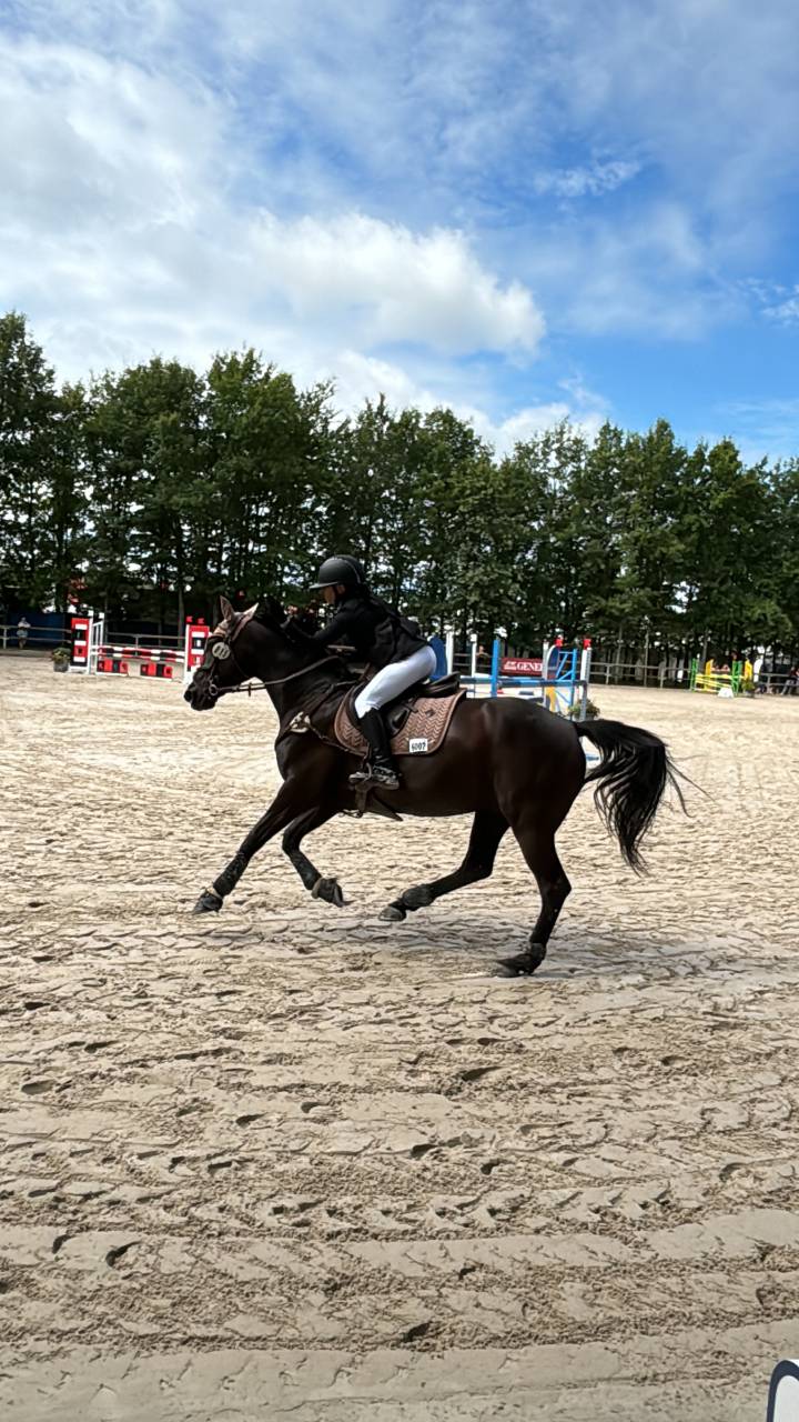 Ruin Franse rijpony PFS Te koop 2011 Zwart ,  HILKENS BLACK DELIGHT