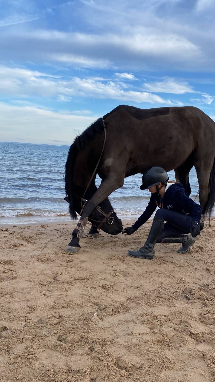 Ruin Franse rijpony PFS Te koop 2011 Zwart ,  HILKENS BLACK DELIGHT