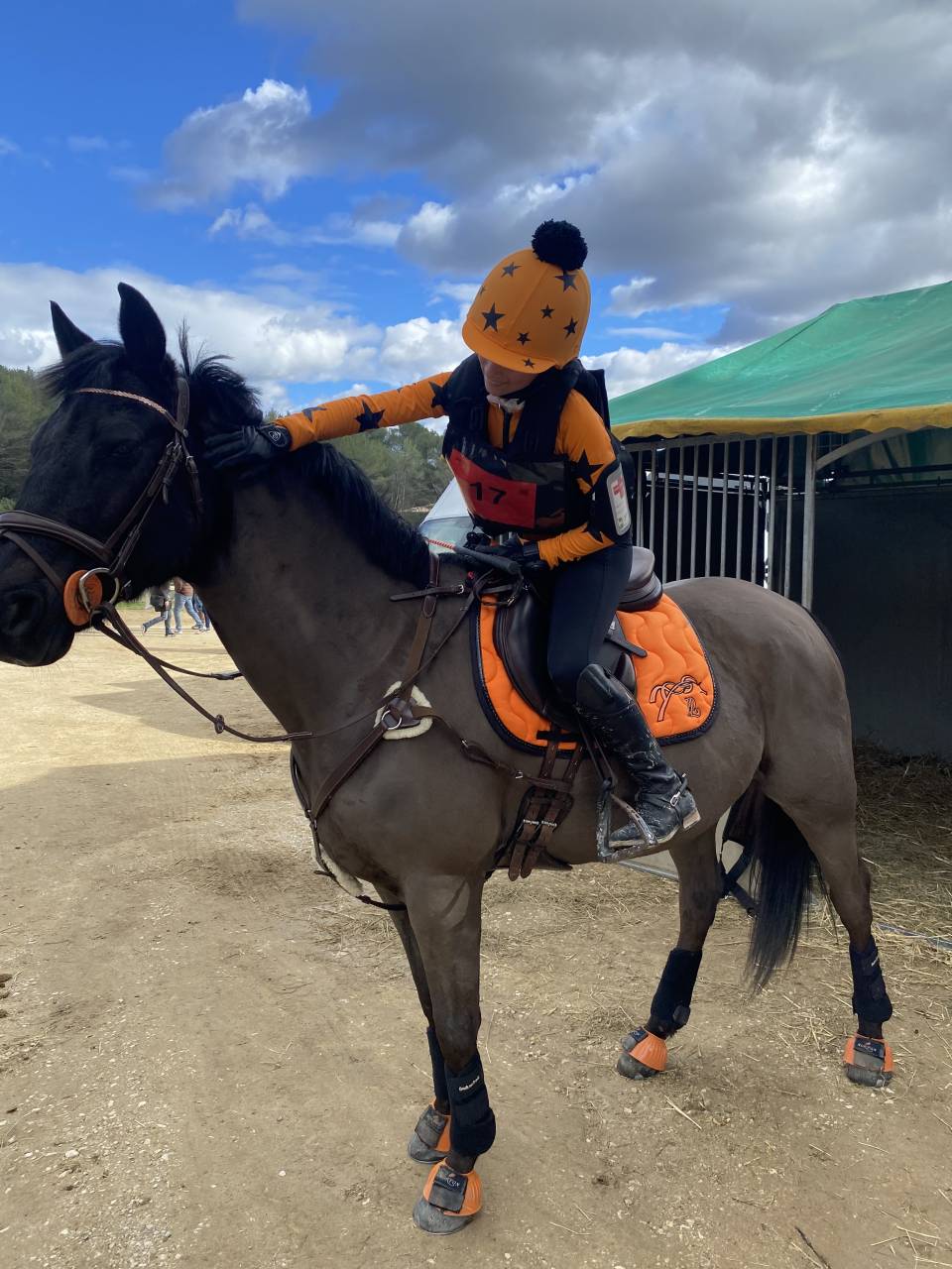 Ruin Franse rijpony PFS Te koop 2011 Zwart ,  HILKENS BLACK DELIGHT