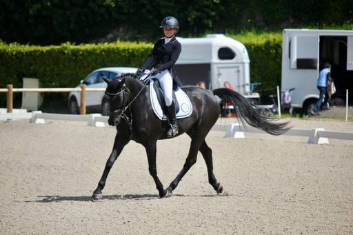 Ruin Franse rijpony PFS Te koop 2011 Zwart ,  HILKENS BLACK DELIGHT