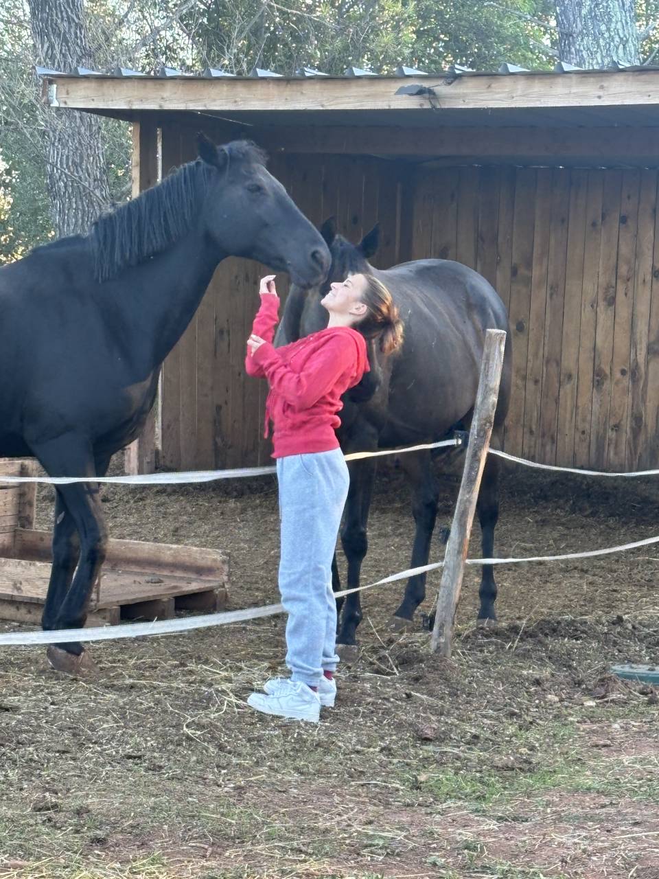 Ruin Franse rijpony PFS Te koop 2011 Zwart ,  HILKENS BLACK DELIGHT