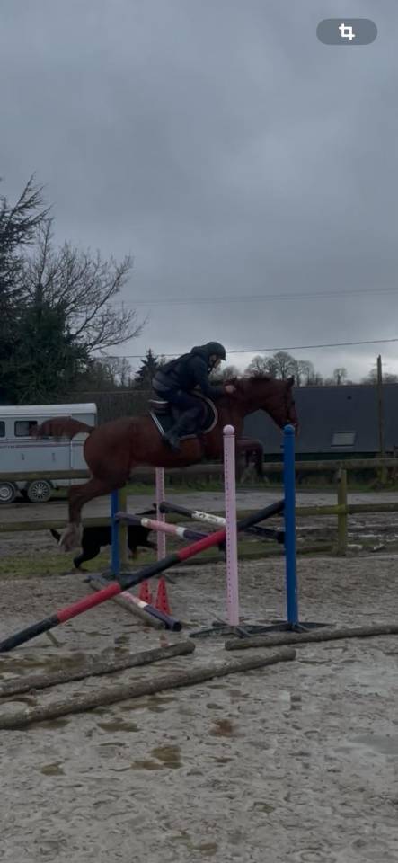 Merrie Selle Fran&ccedil;ais Te koop 2022 Vos