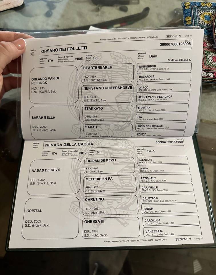 Veulen (vr) Italiaans rijpaard  Te koop 2022 Donker bruin / bai ,  Orsaro dei folletti