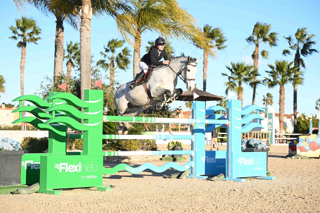 Hengst Selle Fran&ccedil;ais Te koop 2017 Schimmel ,  DIAMANT DE SEMILLY