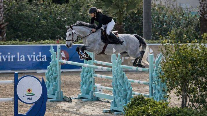 Hengst Selle Fran&ccedil;ais Te koop 2017 Schimmel ,  DIAMANT DE SEMILLY