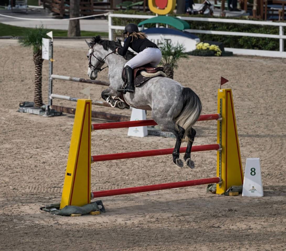 Hengst Selle Fran&ccedil;ais Te koop 2017 Schimmel ,  DIAMANT DE SEMILLY