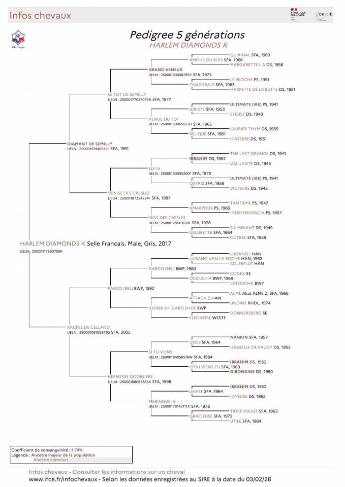 Hengst Selle Fran&ccedil;ais Te koop 2017 Schimmel ,  DIAMANT DE SEMILLY