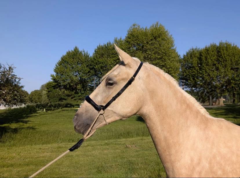 Merrie Abaco berber Te koop 2022 Donker bruin / bai