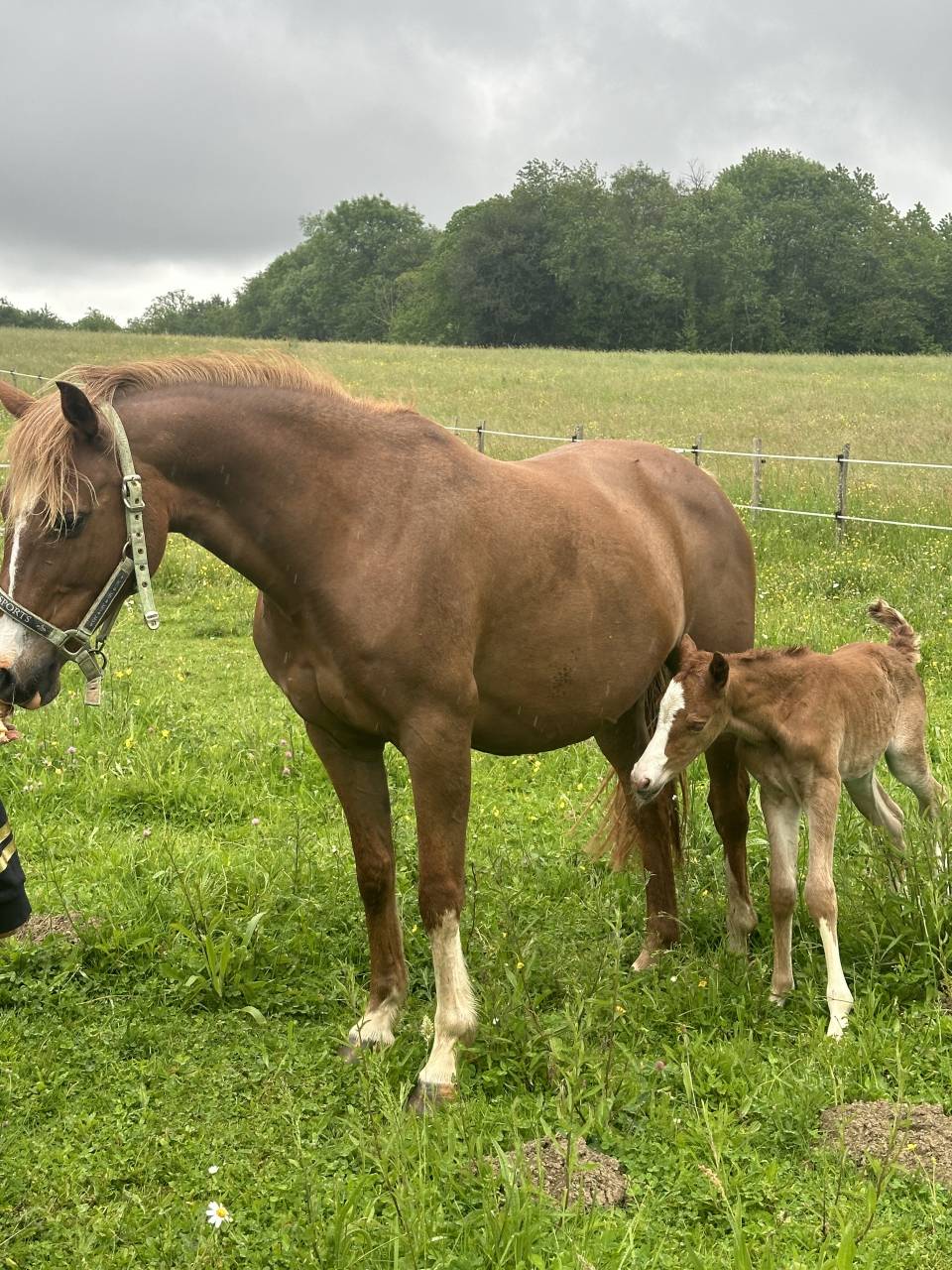 Draagmerrie Andere pony rassen Te koop 2012 Vos ,  ulk d'&eacute;t&eacute;