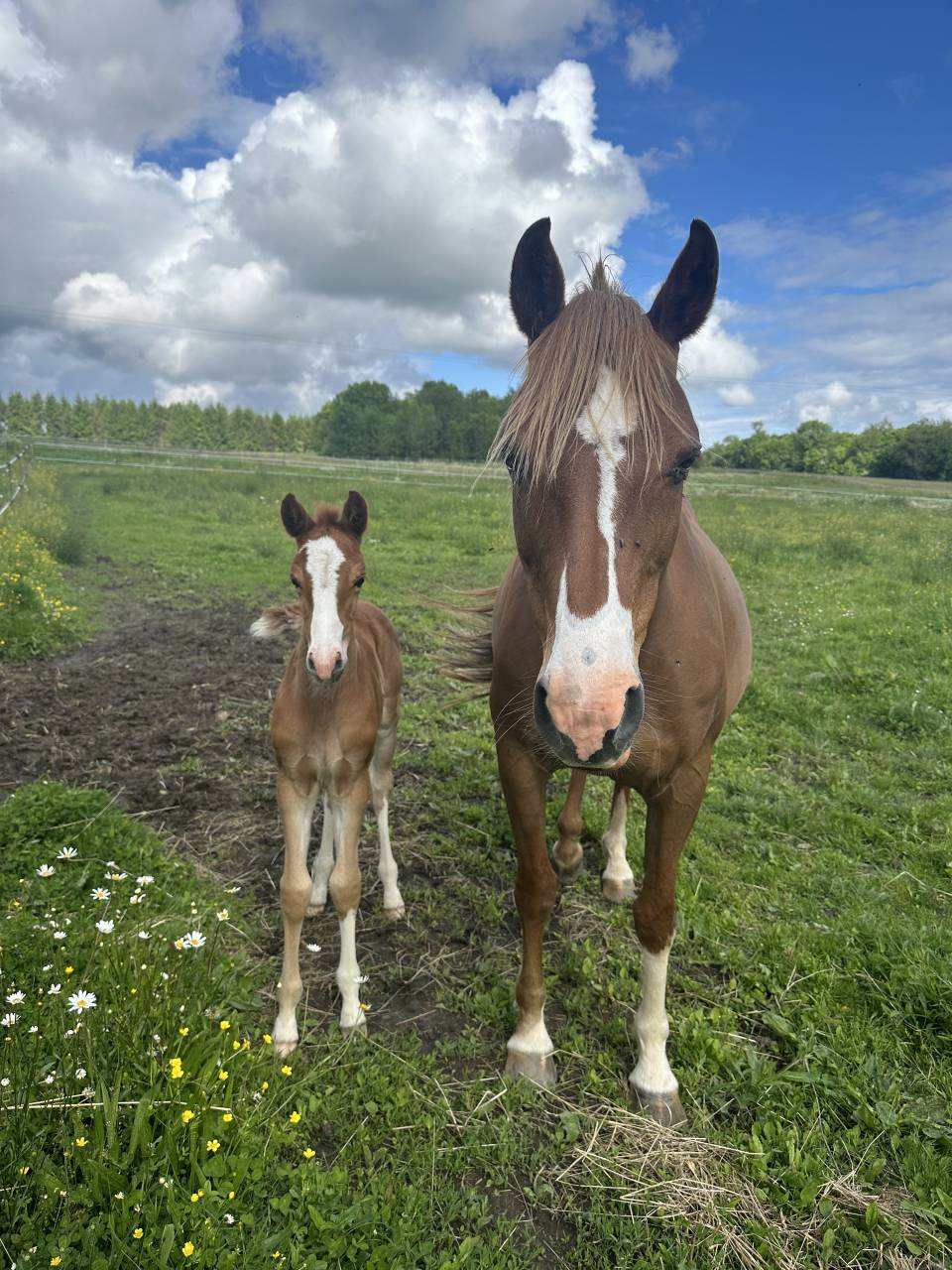 Draagmerrie Andere pony rassen Te koop 2012 Vos ,  ulk d'&eacute;t&eacute;