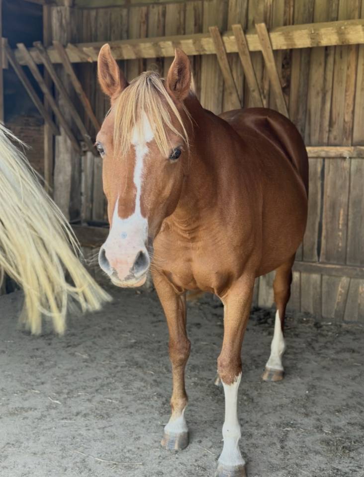 Draagmerrie Andere pony rassen Te koop 2012 Vos ,  ulk d'&eacute;t&eacute;