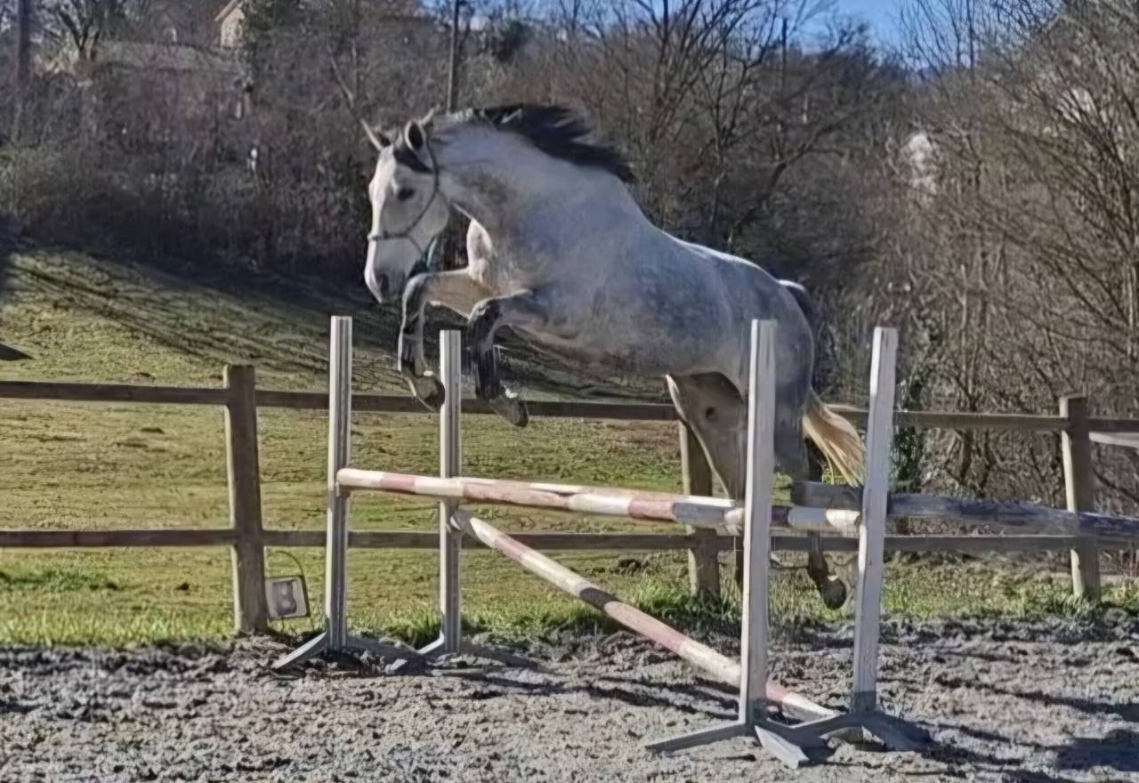 Merrie Volbloed Te koop 2017 Schimmel