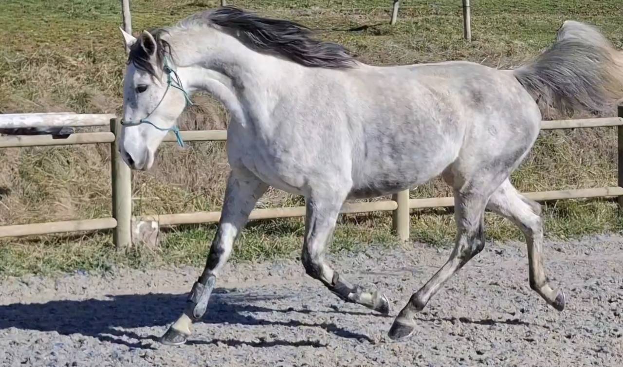 Merrie Volbloed Te koop 2017 Schimmel