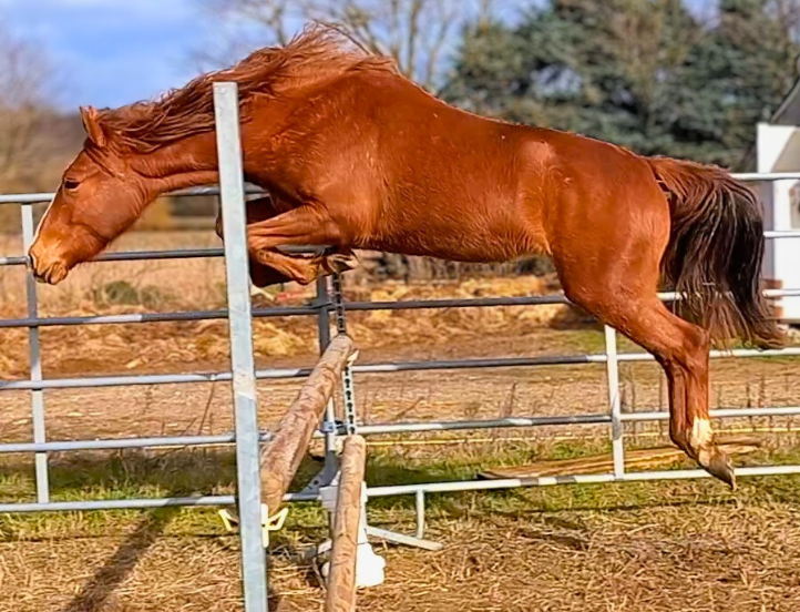 Merrie New Forest Te koop 2024 Vos