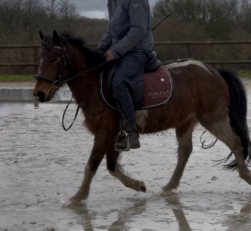 Ruin Pottok Te koop 2021 Bont