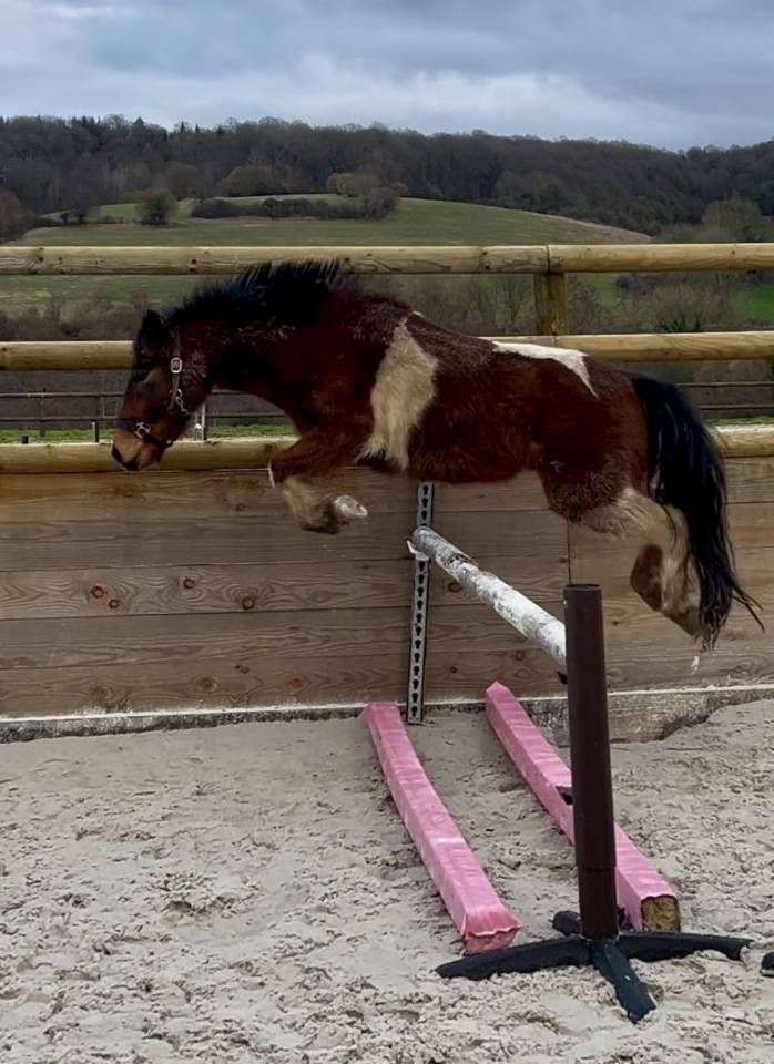 Ruin Pottok Te koop 2021 Bont