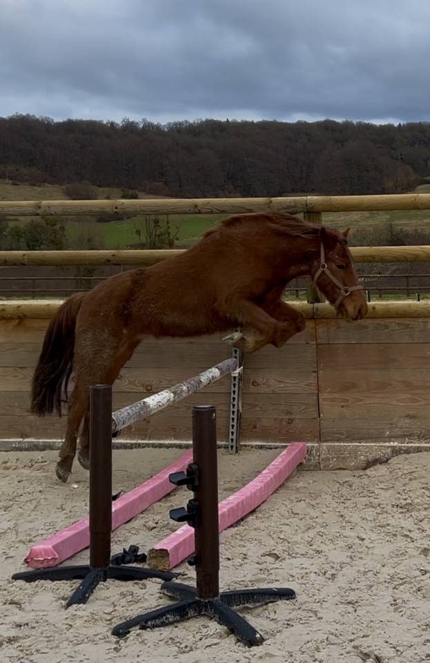 Ruin Pottok Te koop 2021 Vos