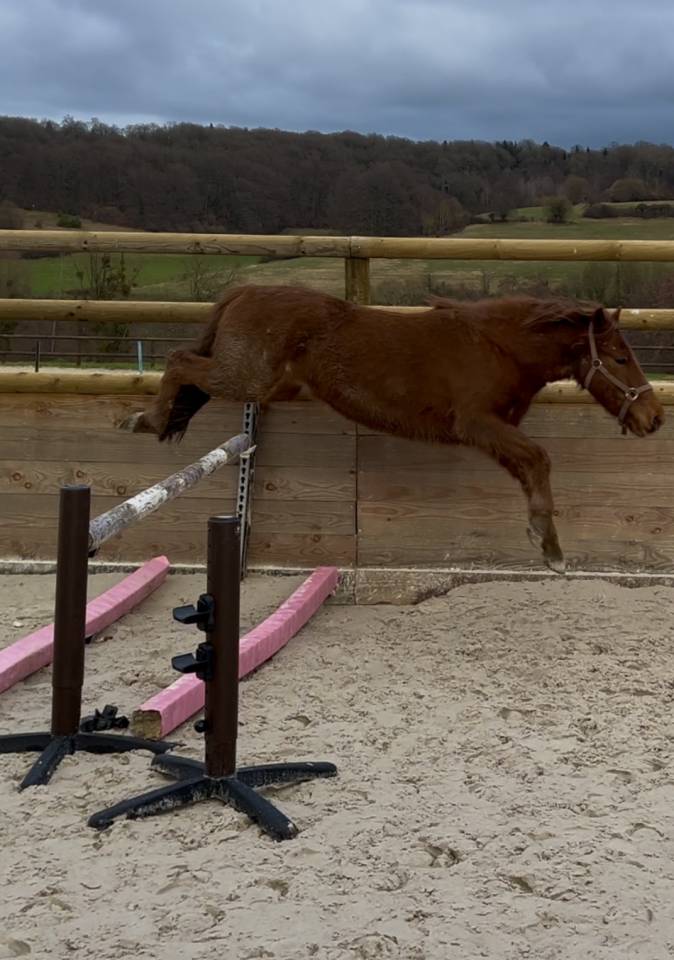 Ruin Pottok Te koop 2021 Vos