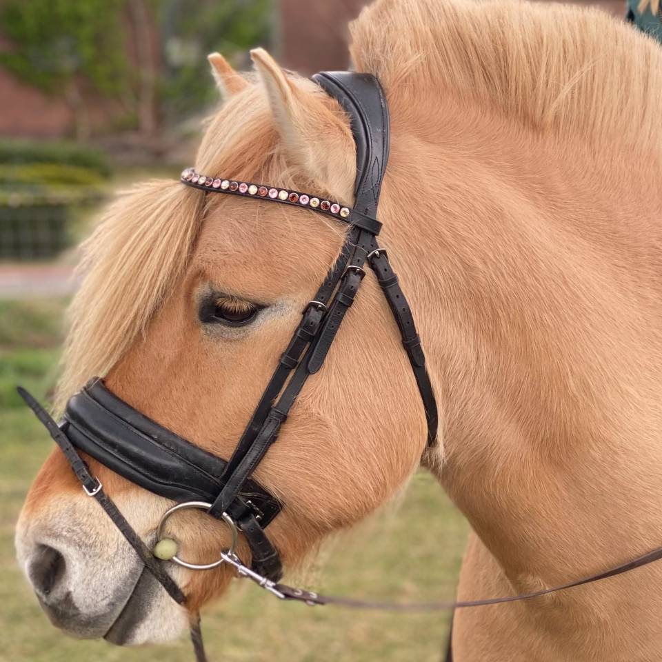 Fjordenruin, R&ouml;dblakk