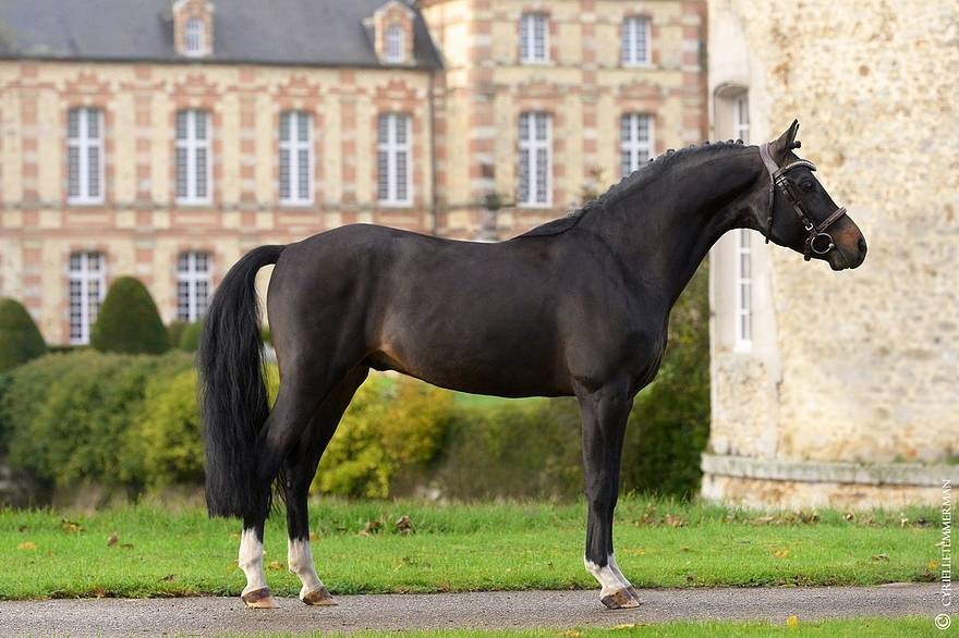 Merrie Franse rijpony PFS Te koop 2025 Koffie vos ,  A FLY STAR DES HOUX