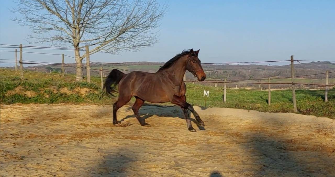 Merrie Franse rijpony PFS Te koop 2025 Koffie vos ,  A FLY STAR DES HOUX