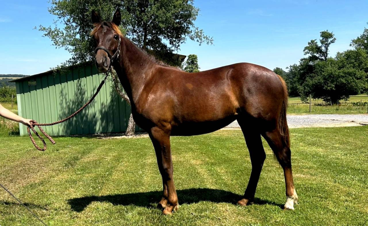 Merrie Franse rijpony PFS Te koop 2025 Koffie vos ,  A FLY STAR DES HOUX