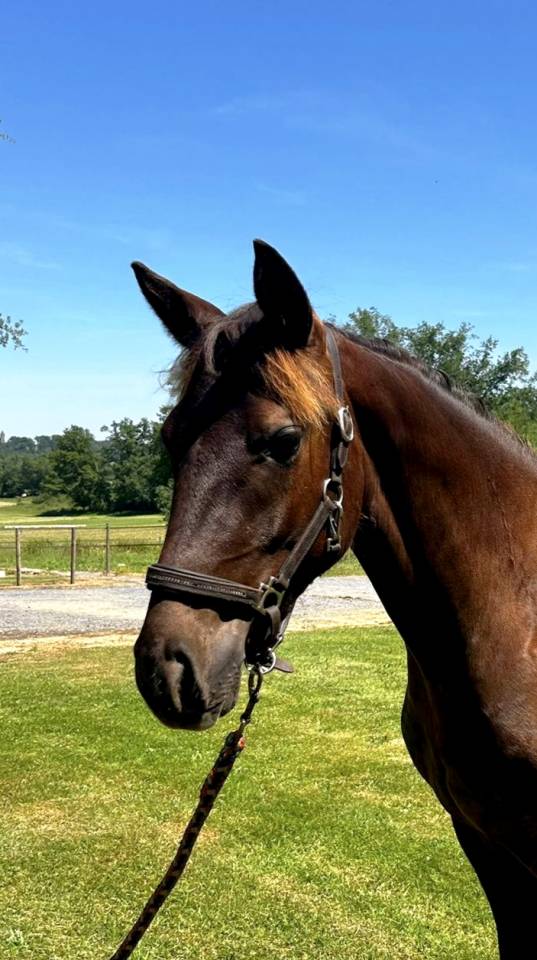 Merrie Franse rijpony PFS Te koop 2025 Koffie vos ,  A FLY STAR DES HOUX