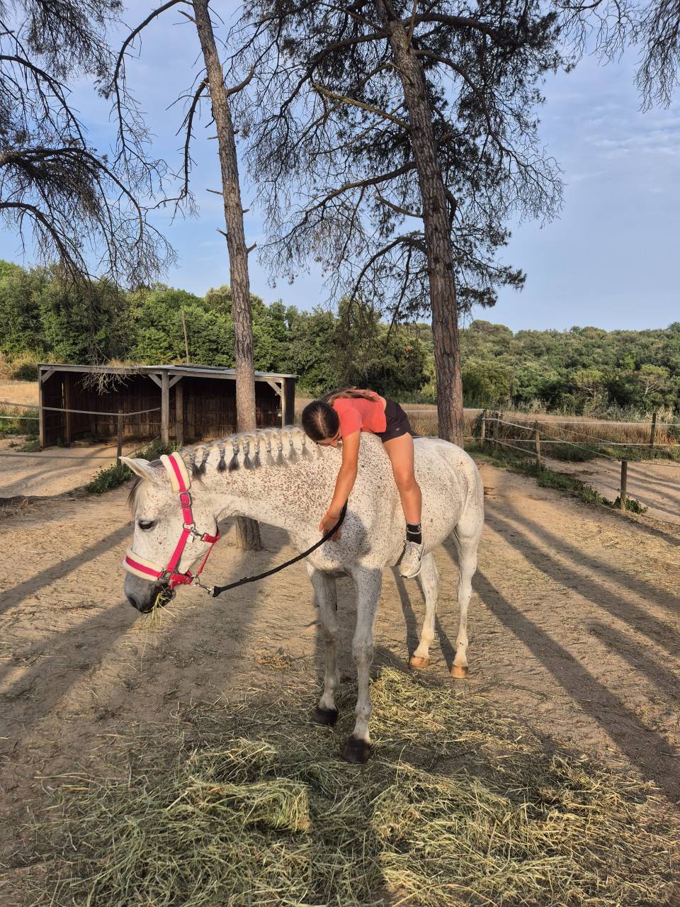 Ruin Arabier Te koop 2017 Schimmel ,  TAPETE